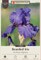His Royal Highness Bearded Iris - REBLOOMER - Top Size Rhizome - NEW